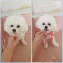 아토,사랑스러워 이미지