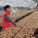 선우농장 이미지