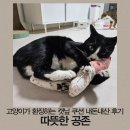 오늘 고양이 뽕파티한다고요,,? 따공 캣닢쿠션 - n번째 구매후기
