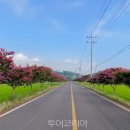 배롱나무길 이미지