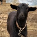 가성농장 이미지