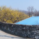 경기 양평 산수유 정보화마을 네이버블로그