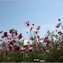 한강시민공원 이미지