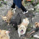 타요타요 펫택시 이미지