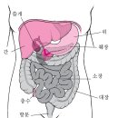 어마어마한 논문!! 장 통과시간, pH 환경과 장내 미생물 오믹스 분석 2024 네이처!! 이미지