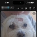 VIP동물의료센터 동대문점 이미지