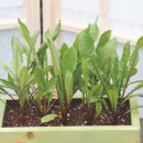 치커리(chicory) 이미지