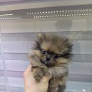 댕댕프렌즈 이미지