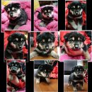 진도견나라 이미지