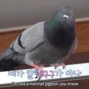 비둘기미용실 이미지