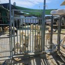 동산세탁 | 담양 동산쉼터 (사)애니멀스힐 유기동물보호소 봉사 후기