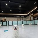 노케이지 네이버블로그