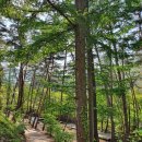 소나무숲아래 이미지