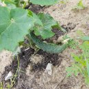 안만순농장 이미지