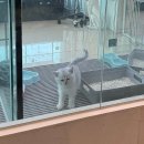 야옹아 멍멍해봐 | 평택 반려동물용품점 야옹아 멍멍해봐 강아지고양이 평택점 방문 후기