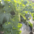 덕이 농장 이미지