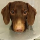 초읍동물병원 이미지