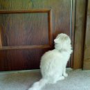 고양이 세계의 마약같은 개다래 이미지