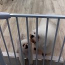 위드왈왈 이미지