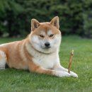 노르웨이의숲 이미지