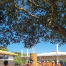 서귀포안덕면 산방산아래 조각공원앞에서 덕수리 전통민속놀이재현 한마당축제이모저모 이미지