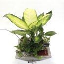 마리안느 이미지