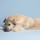 24시 강서 젠틀리동물의료센터 이미지