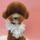 그루밍 멈머 이미지