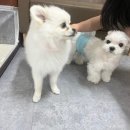 개랑놀아주는남자 이미지