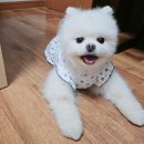 상도힐링동물병원 이미지