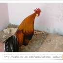 고운주유소 이미지