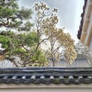 보문달 | 경주 보문호수 봄 산책 3월 후기｜목련 개나리 만개, 벚꽃 전 지금이 가장 좋은 타이밍