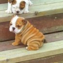 예쁜강아지 이미지