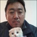 고양이랑놀자 이미지