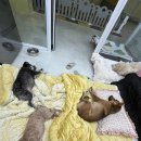다둥 반려견 호텔 유치원 | 평택 애견호텔 이용하기 좋은 다둥반려견호텔유치원