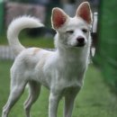 행복 애견방 이미지