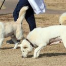 경북대학교 수의과대학 부속동물병원 이미지