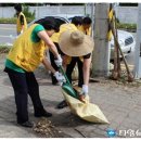 [신천지 봉사] 제15호 태풍 볼라벤이 휩쓸고 간 거리를 신천지 봉사단이 접수 이미지