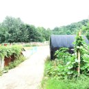 류사눌묘 이미지