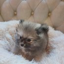 도그마루 강아지고양이 청주점 | 도그마루 강아지고양이 청주점, 청주강아지무료분양을 놓치지 마세요!