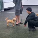 대견하개 이미지