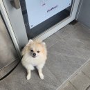 쁘띠독 | [경기도가평애견펜션] 쁘띠독 방문 후기!