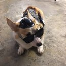 빗질해줄개 이미지