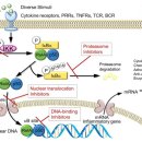 Re: 염증유발 과정에서 NF-κB signaling 탐구 .. 이미지