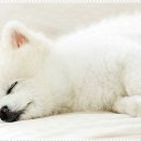 플랜멍 강아지분양 대구본점 이미지