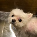 서른살나의펫2 이미지