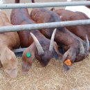 진안보어농장 이미지