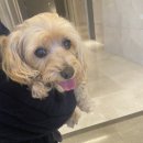 소노펫 뷰티 이미지