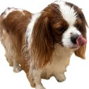 일상호사 | 안주가 맛있는 룸호프 안양호계계동 '호사맥주' 모임 &amp; 회식 장소로 강추! 🍻🍕