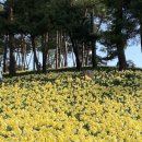 운산농원 | 유기방가옥 수선화축제 주말 실시간 입장료 포토존(애견동반 O, 주차 O)